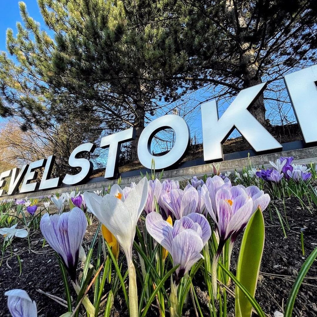 Crocuses in bloom in front of a "Revelstoke" sign, set against a clear blue sky and tall pine trees.