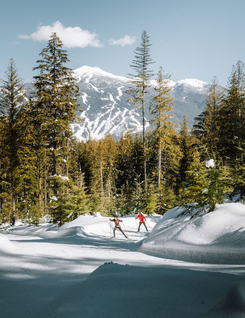 Two people cross-country skiing on a snow-covered trail surrounded by tall pine trees, with a mountainous backdrop under a clear blue sky.