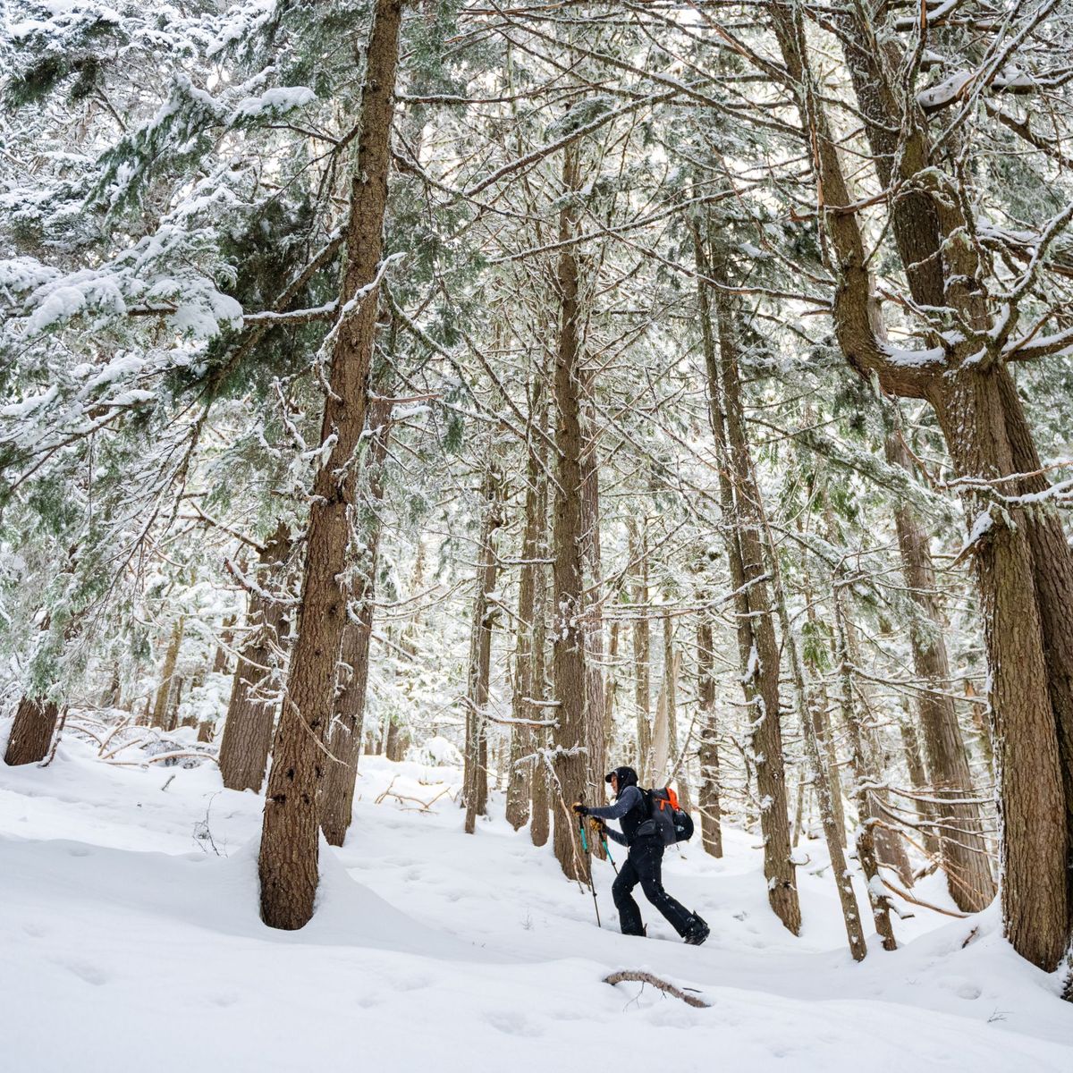 Person hiking uphill through a snowy forest with tall trees, carrying a backpack and trekking poles.
