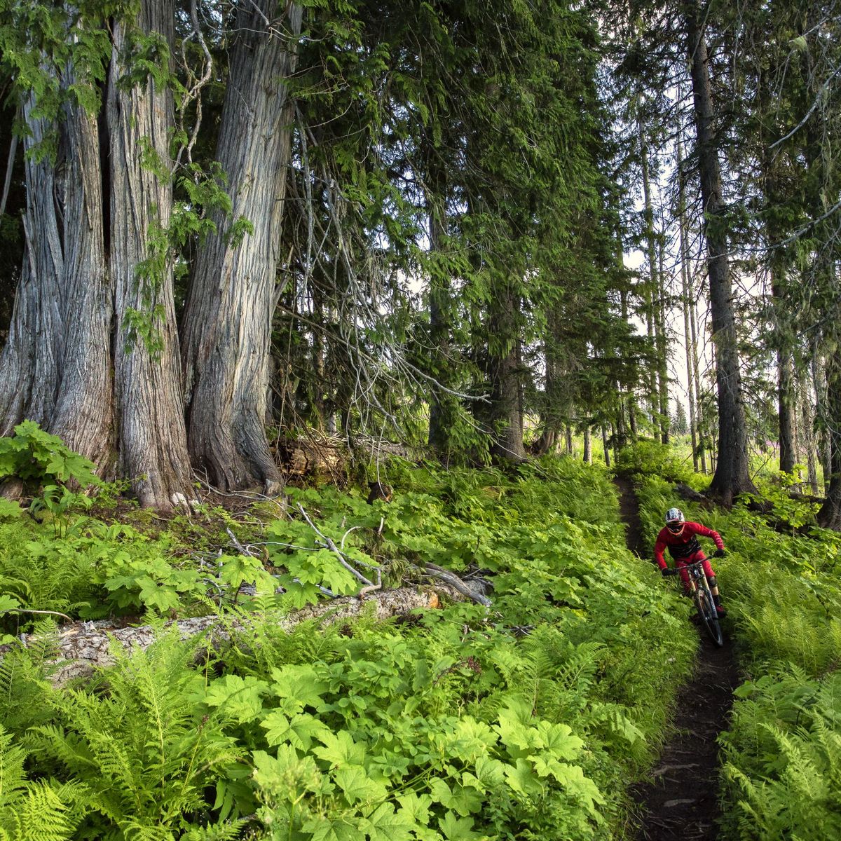 mountain biker riding through old growth giant cedar trees