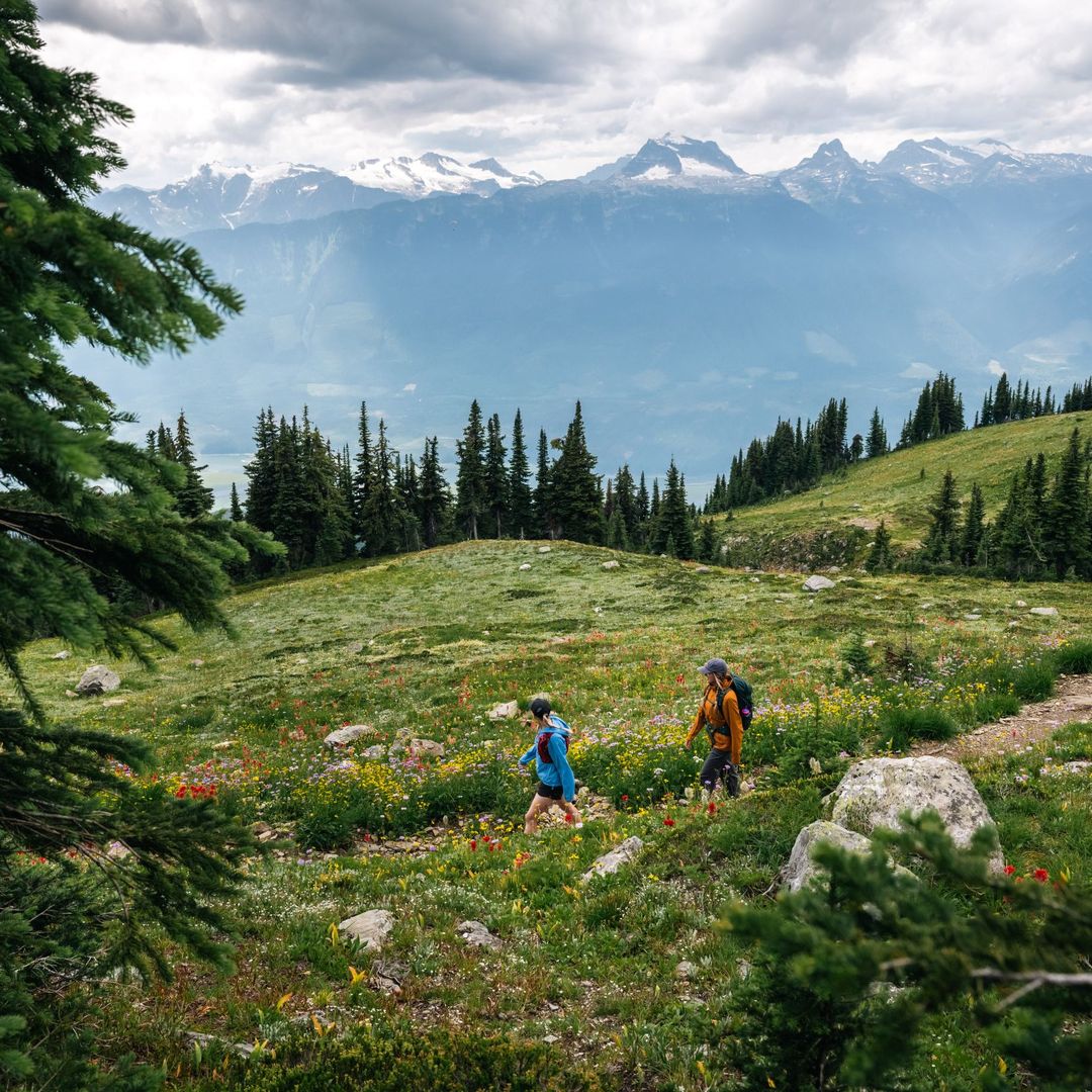 Two hikers walking through a wildflower alpine meadow, framed by evergreens, with pine trees and snow-capped mountains under a cloudy sky.