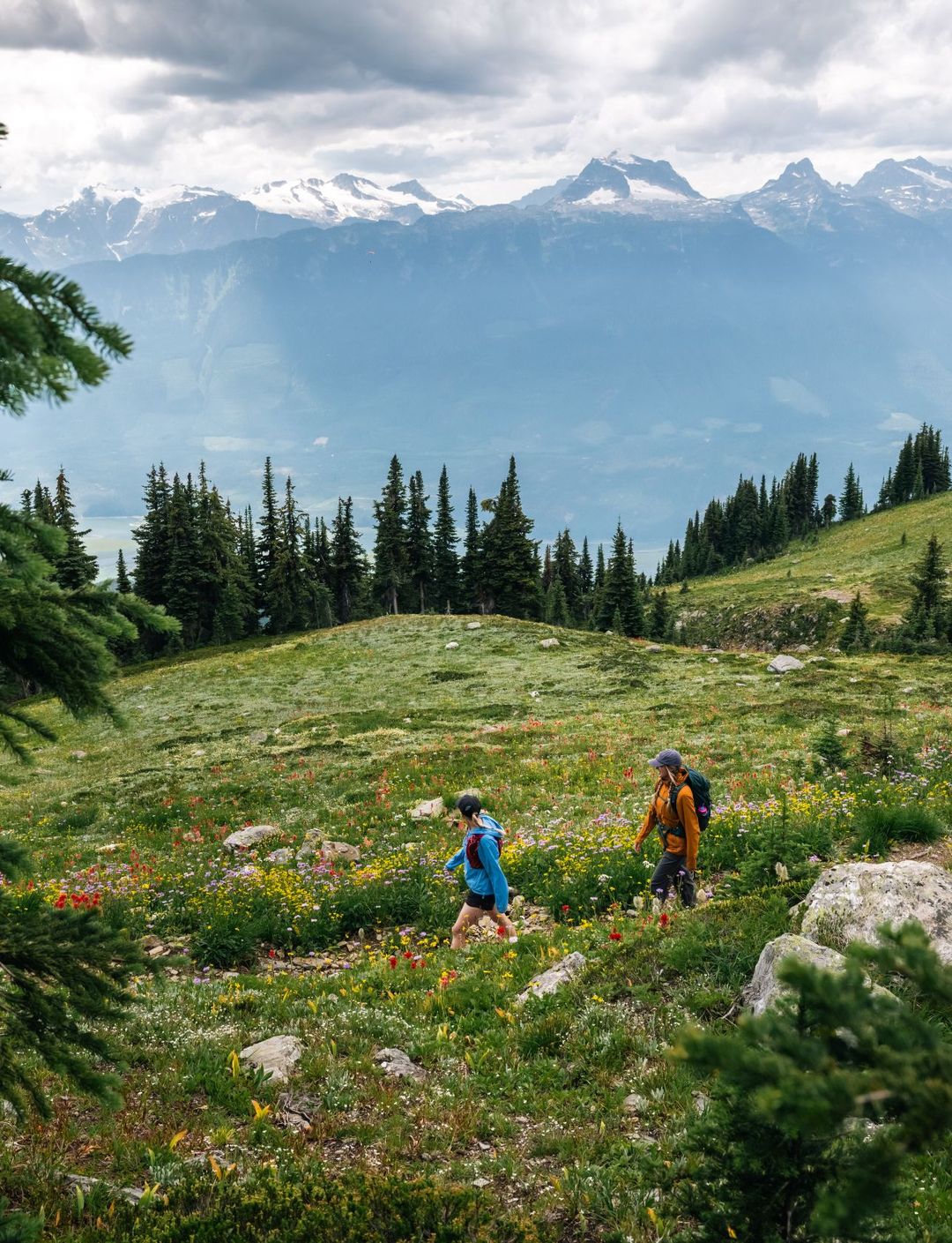 Two hikers walking through a wildflower alpine meadow, framed by evergreens, with pine trees and snow-capped mountains under a cloudy sky.