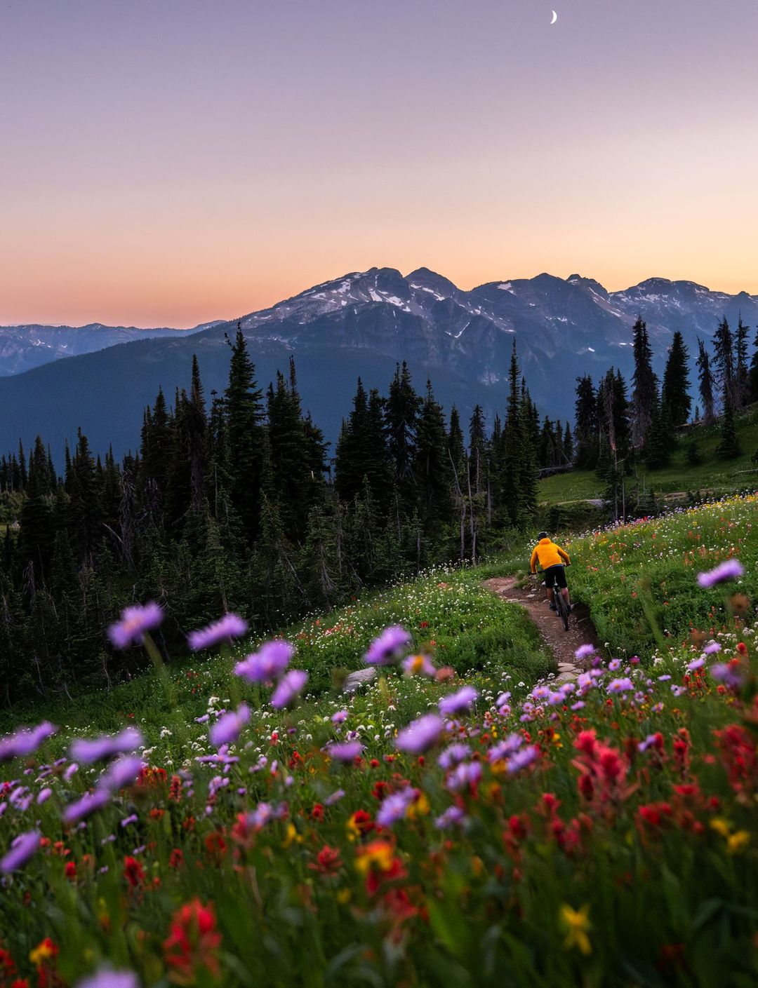 Cyclist in yellow jacket rides a narrow trail through wildflower meadow toward tree-lined mountains at sunset.