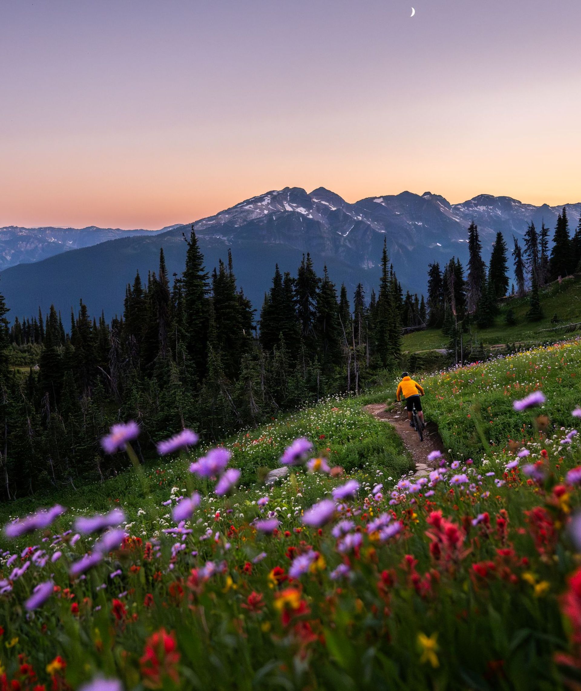 Cyclist in yellow jacket rides a narrow trail through wildflower meadow toward tree-lined mountains at sunset.
