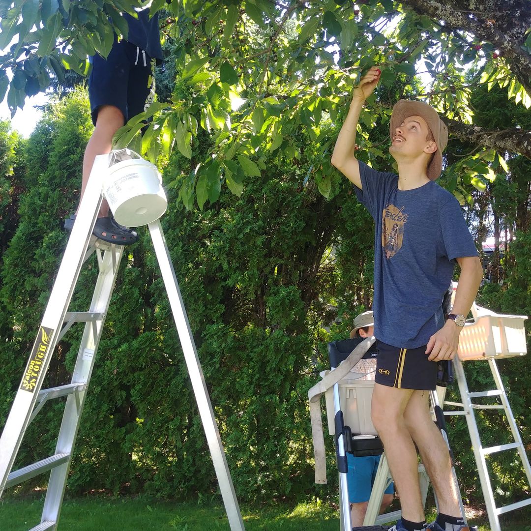 two people on ladders picking cherries