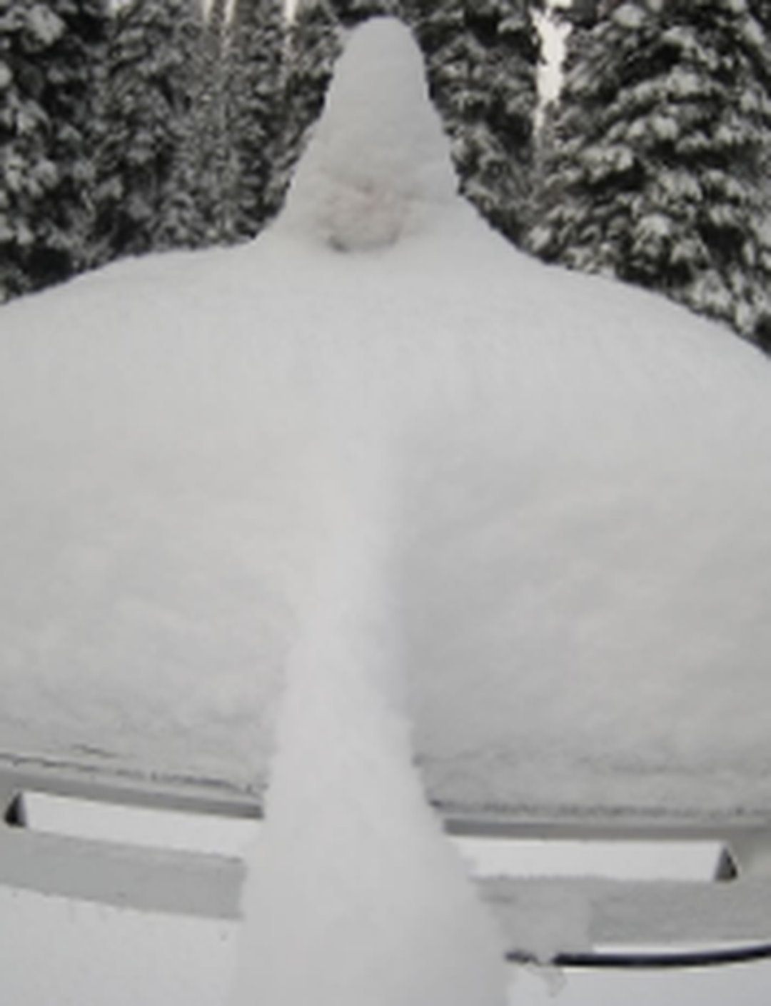 webcam of snowboard in trees