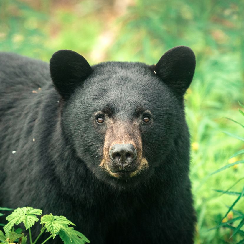 adult black bear in forest