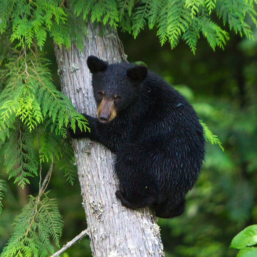 black cub bear climbing tree