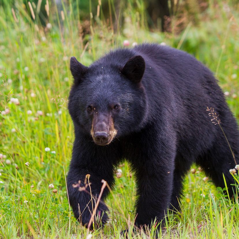 black bear in spring grassy field