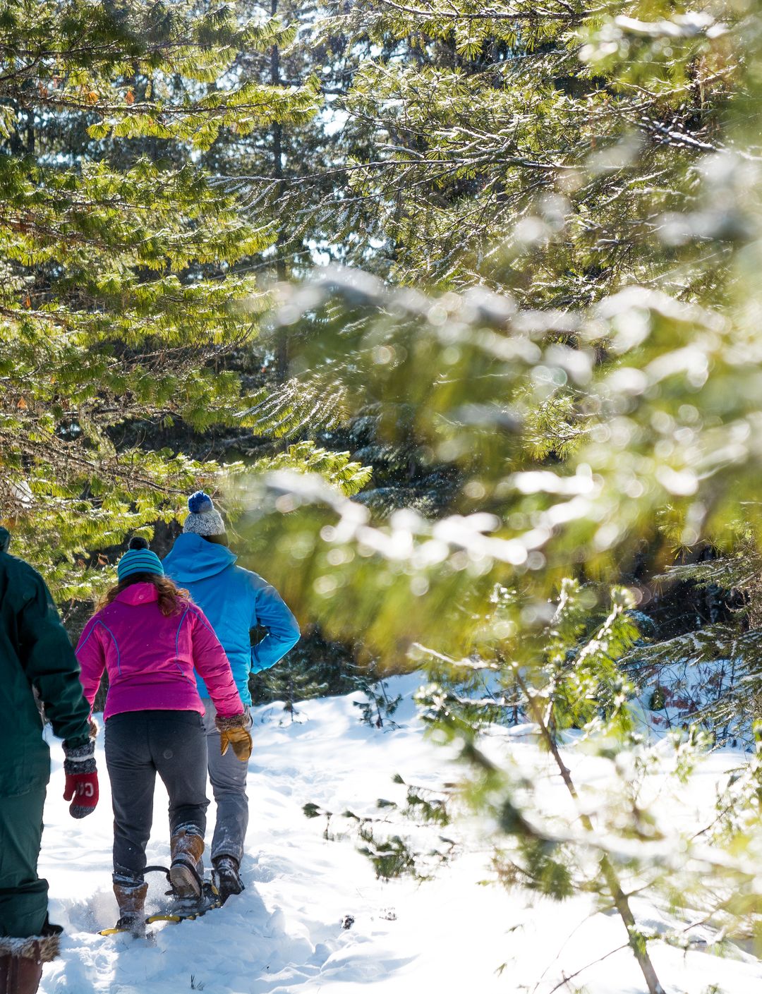 group of three travelling in forest with snowshoes