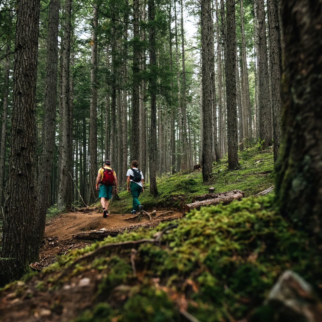 walking through rainforest trail