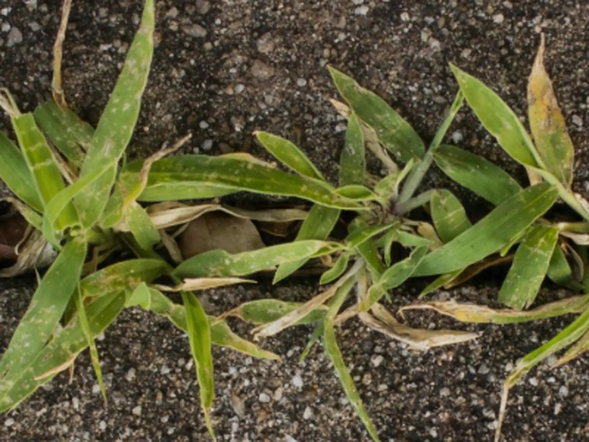 Plant Nite: Happy Holidays at Amsterdam Barrel House (Nov 26, 7pm)