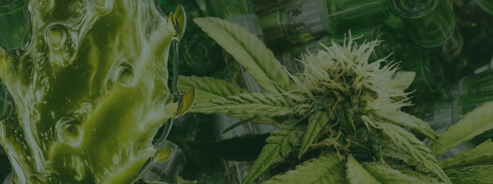 Cannabis Store & 1-Hour Delivery Near You