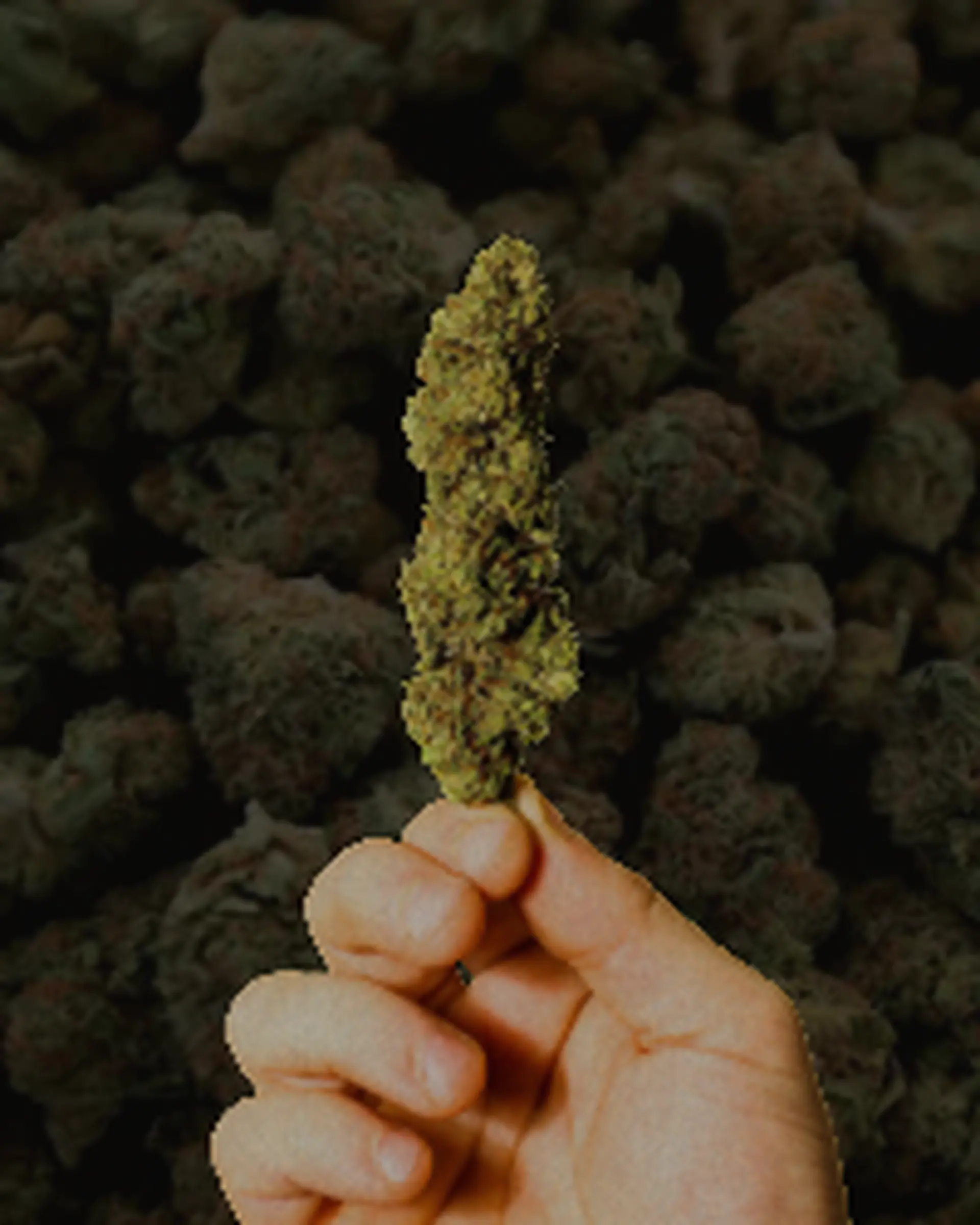 hand holding weed flower for kindling cannabis 1 hour delivery