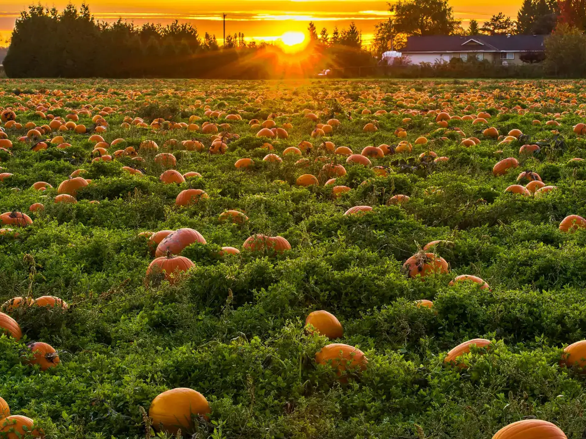 Pepe’s Pumpkin Patch in LaSalle: A Windsor Halloween Guide
