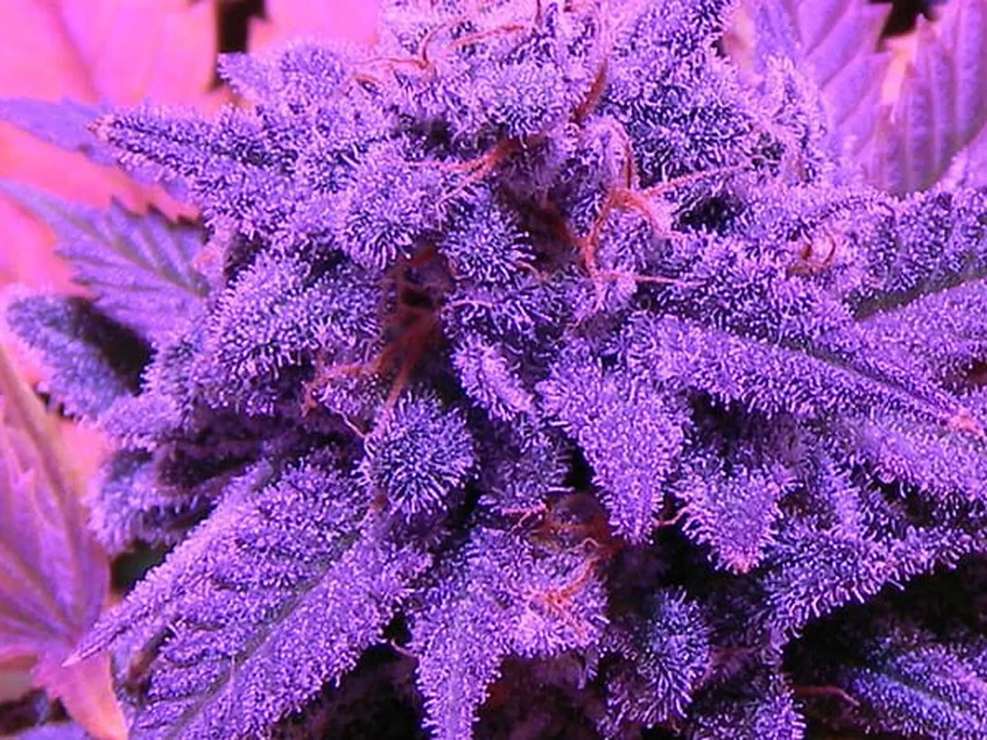 WTF makes weed purple?