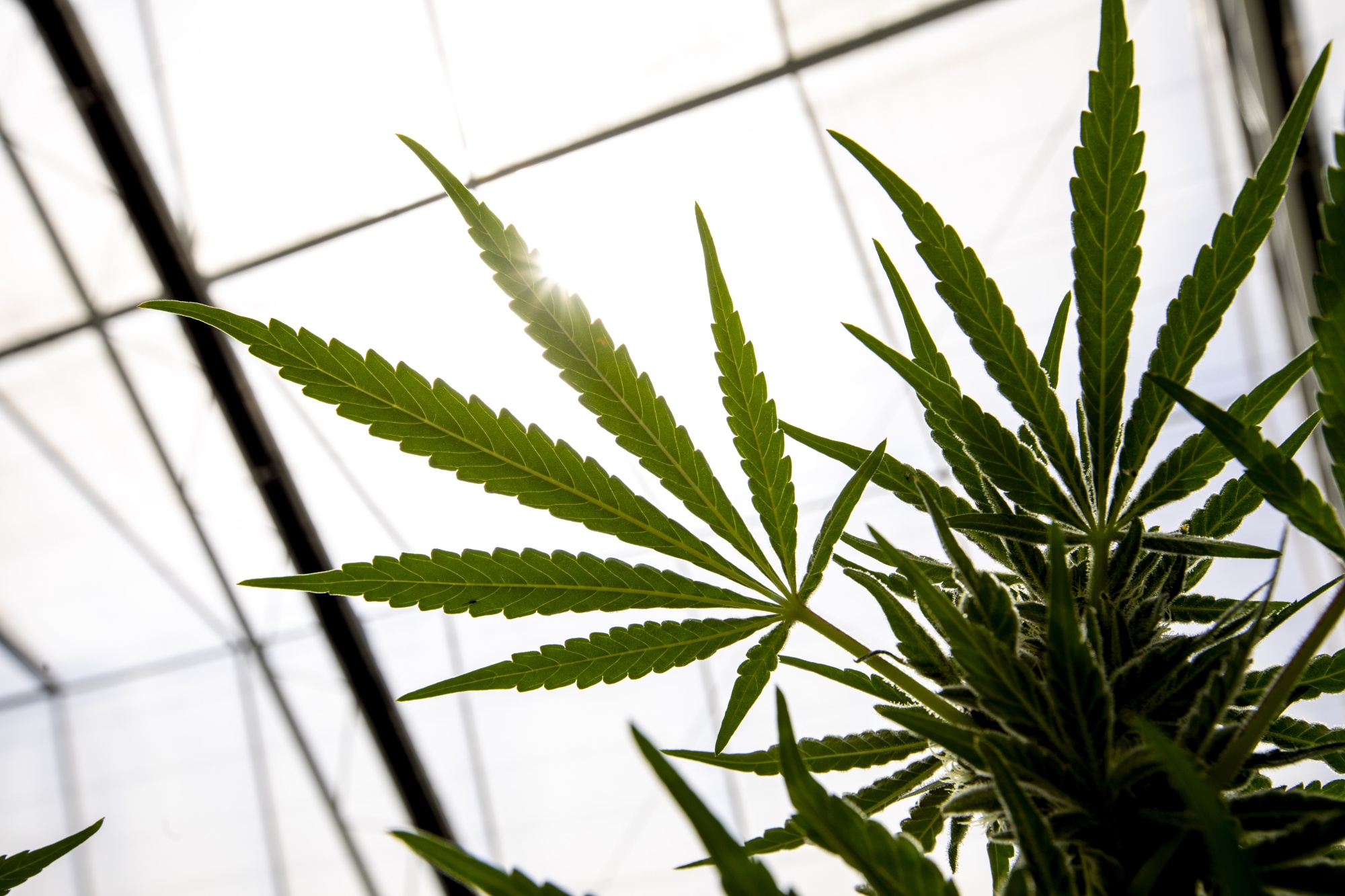 HHS Calls for Moving Marijuana to Lower-Risk US Drug Category - Bloomberg