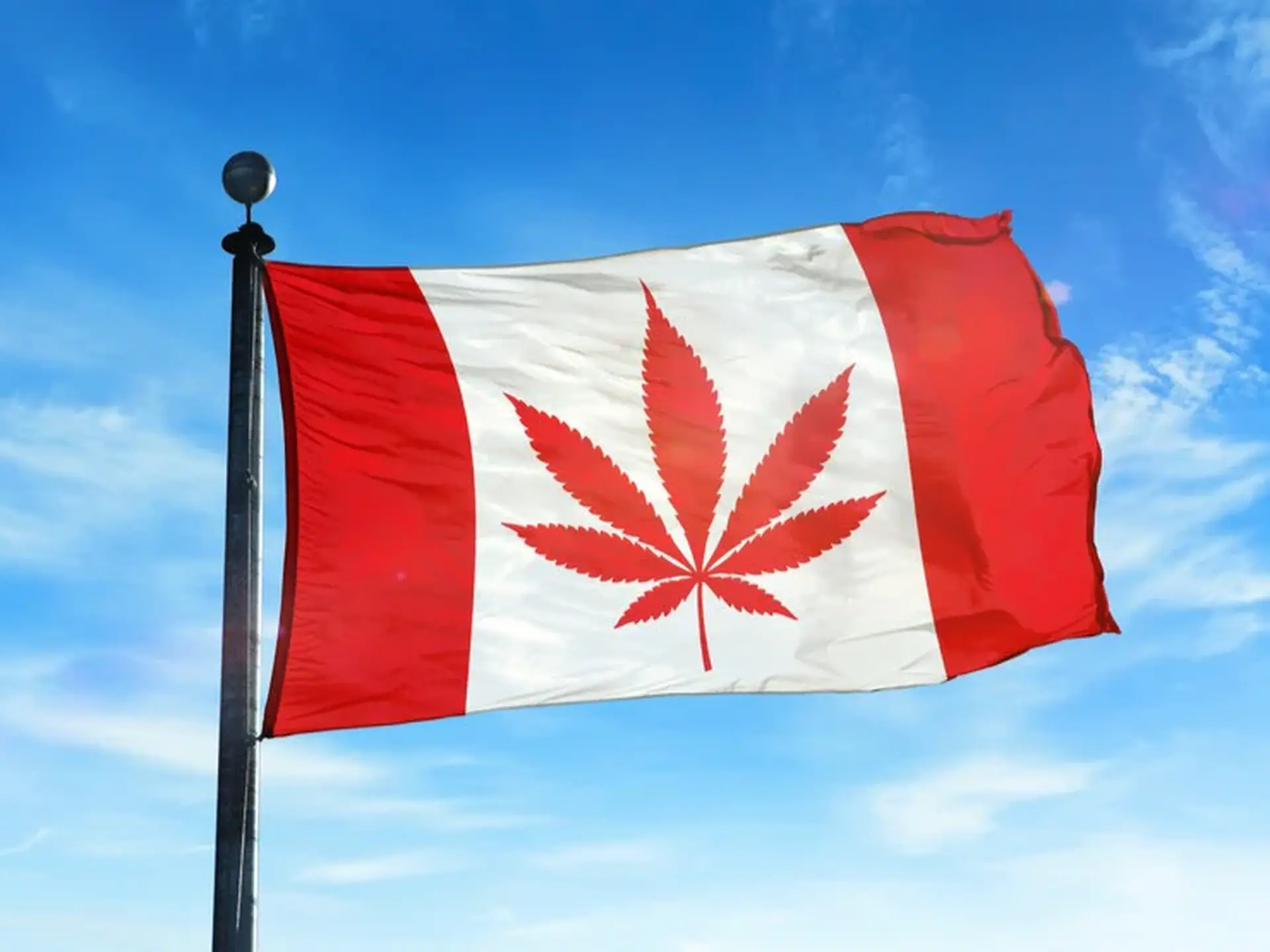 Elevate Your Canada Day Celebration: Top Cannabis Picks for the Occasion