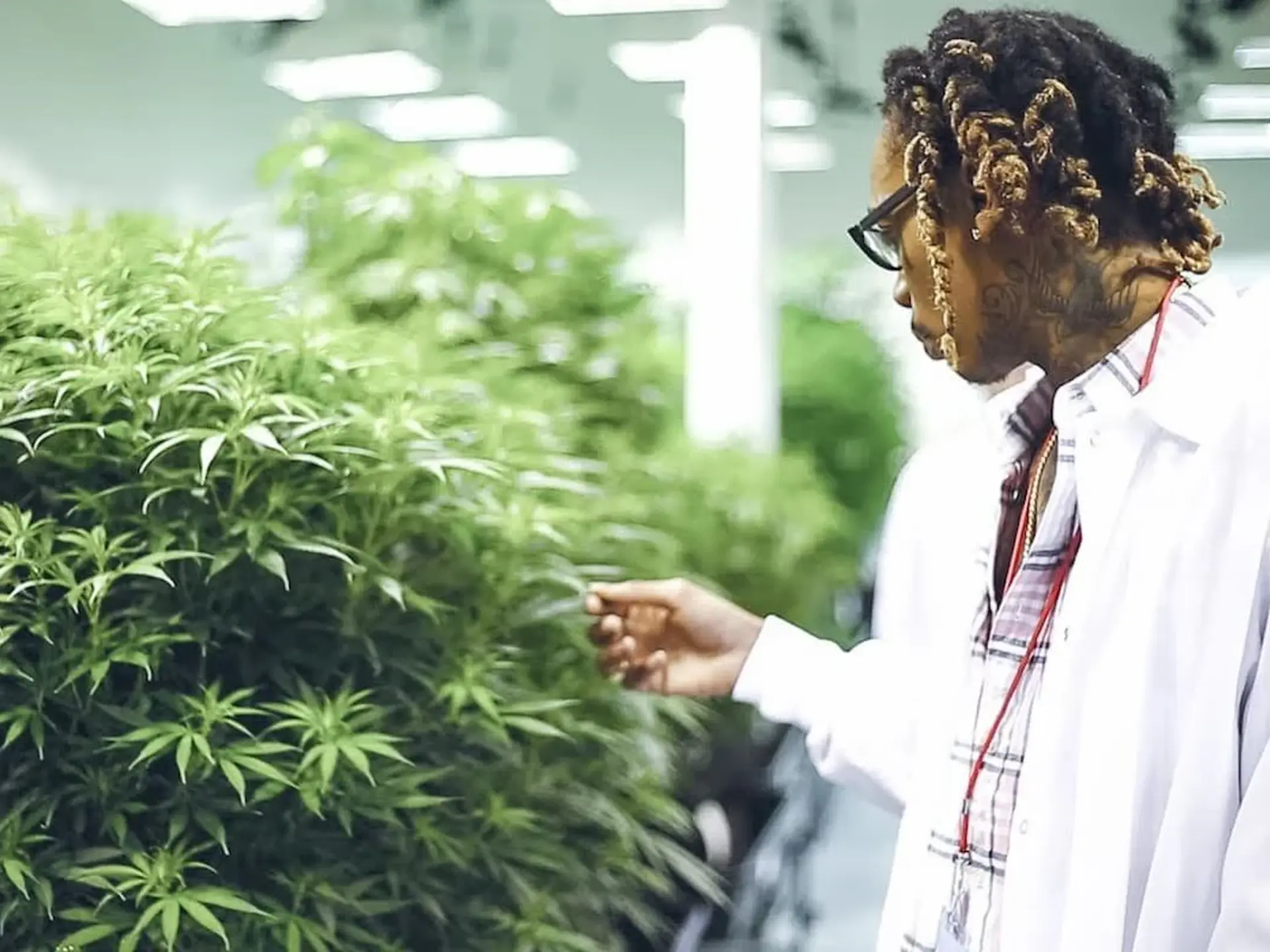 Elevating Your Stoner Experience: The Wiz Khalifa Lifestyle and His Must-Have Cannabis Accessories