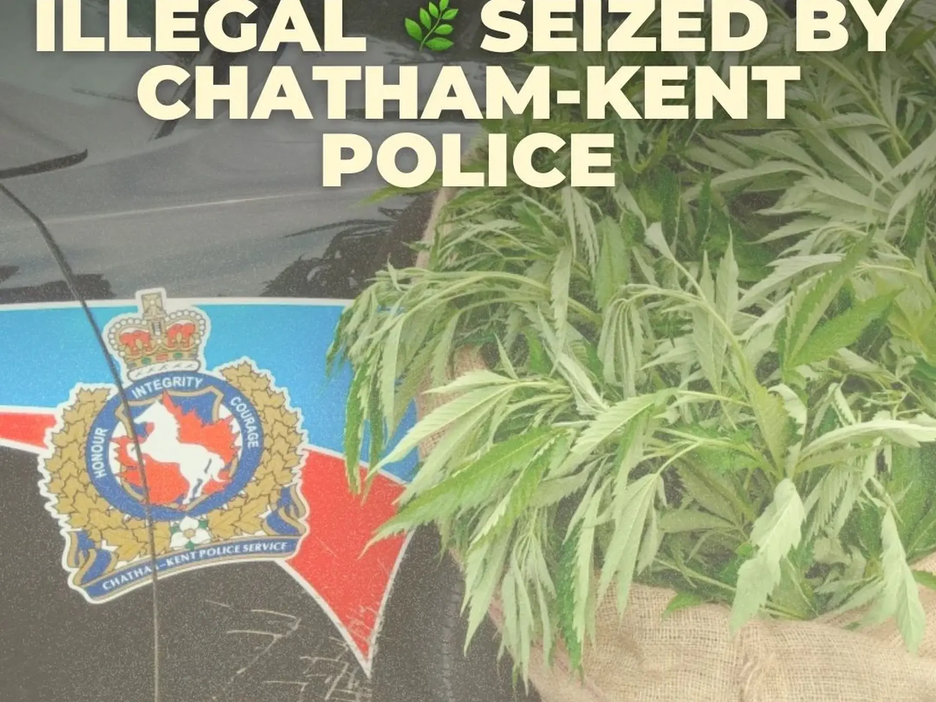 $6.1 MILLION IN ILLEGAL CANNABIS SEIZED IN BLENHEIM