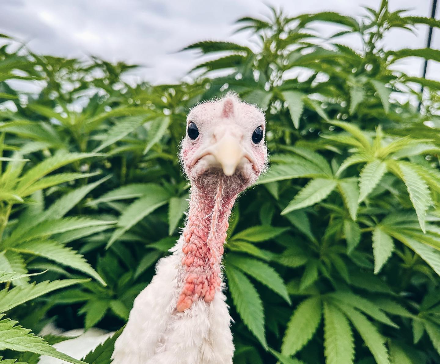 Purple Hills Cannabis Farm