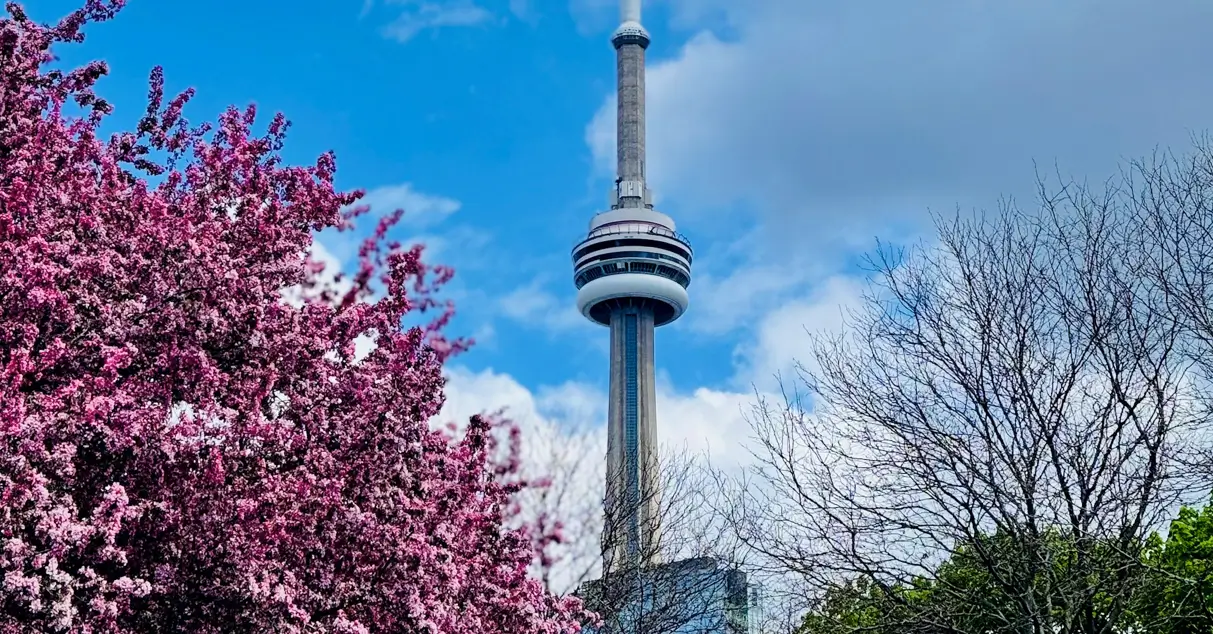Where to See Cherry Blossoms in Toronto