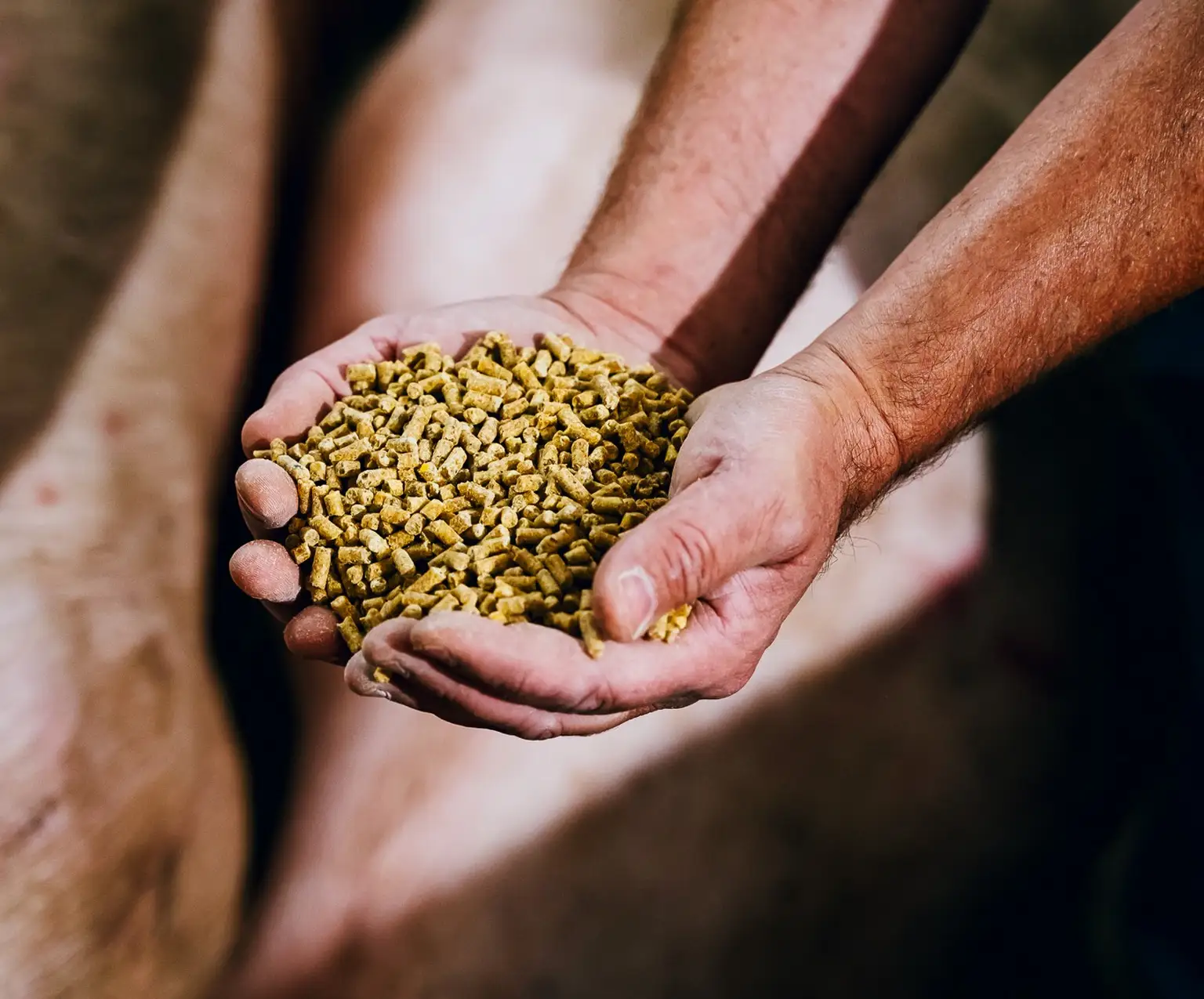 Des mains tenant une pile de granulés jaunes destinés à l'alimentation animale, avec un arrière-plan flou.