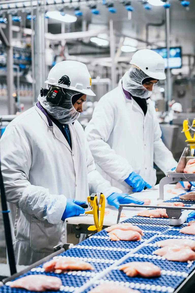 Des travailleurs en tenue de protection traitent de la volaille sur un tapis roulant dans une usine de transformation alimentaire. Ils portent des casques, des gants et des couvre-visages.