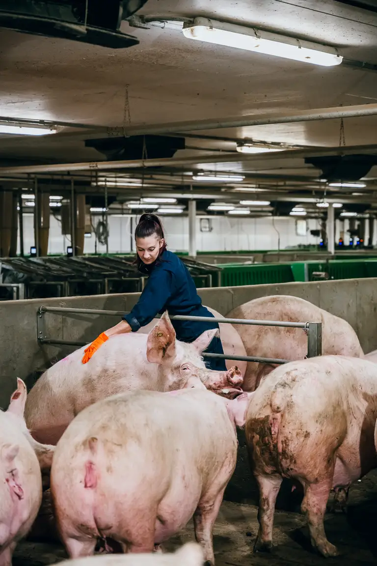 Une personne vêtue d'un uniforme bleu et de gants orange s'occupe de porcs dans une ferme d'intérieur.