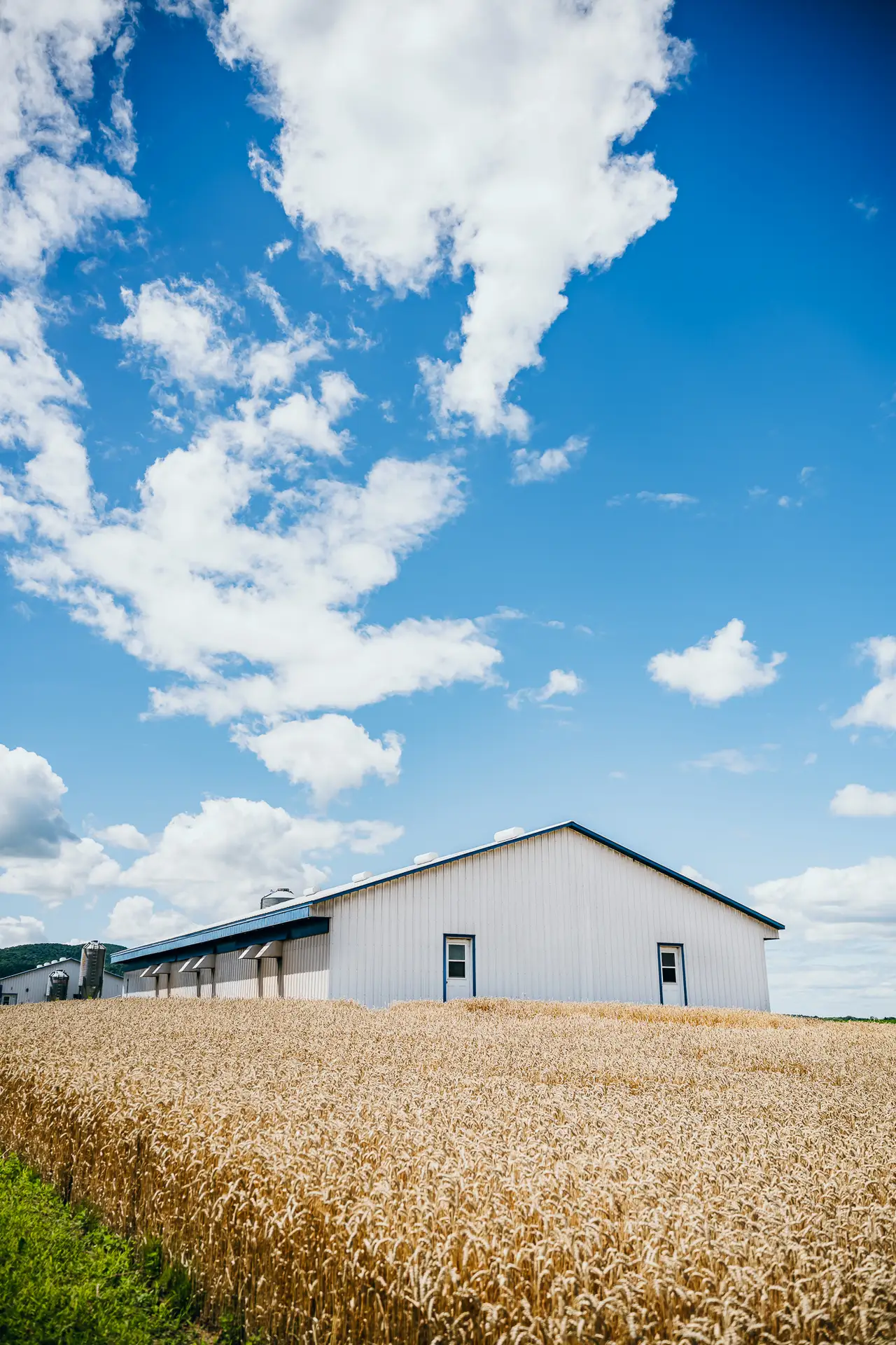Une grande grange blanche se dresse à côté d’un champ de blé doré sous un ciel bleu éclatant parsemé de nuages blancs.