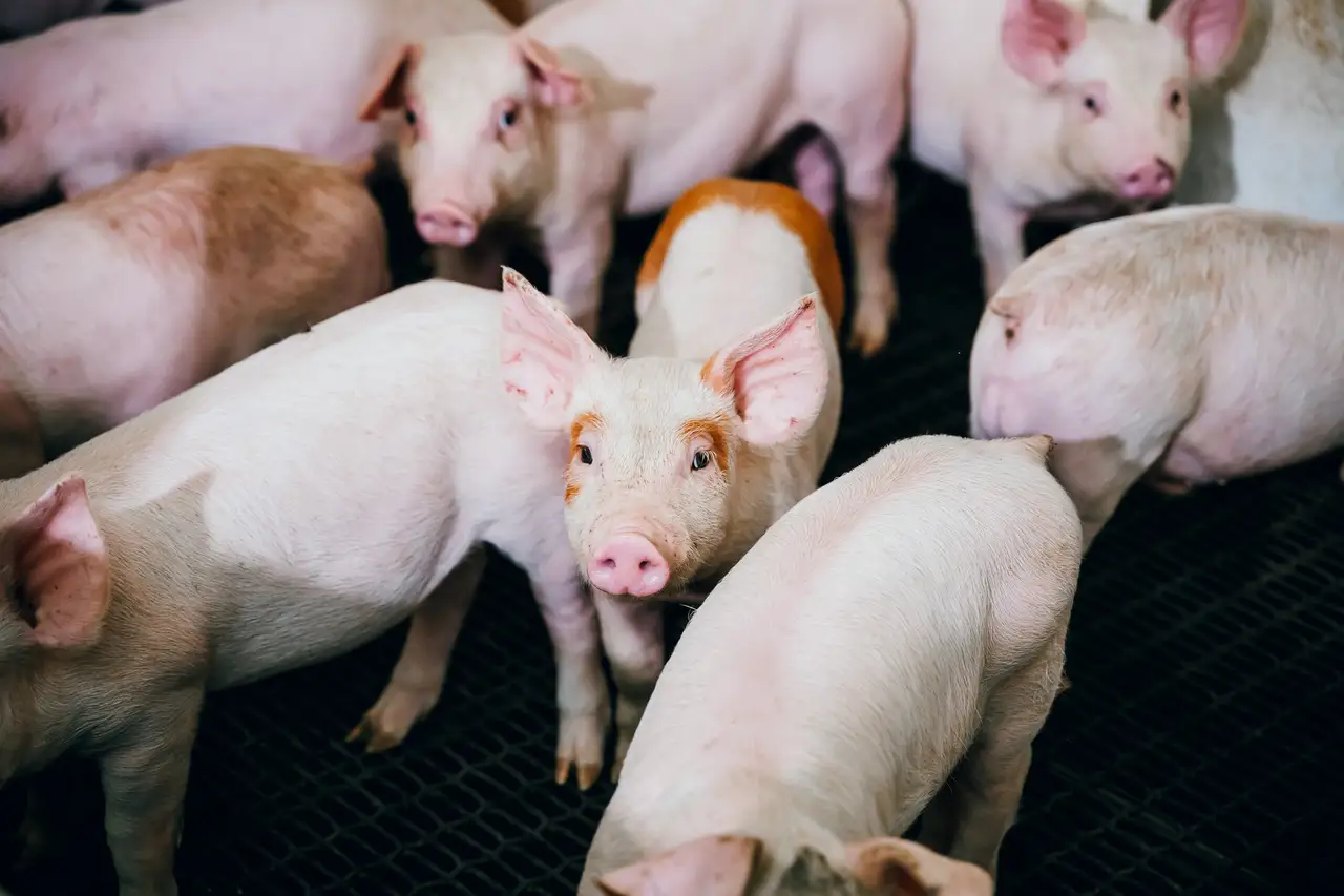 Groupe de porcelets debout sur un sol en caillebotis, dont l'un regarde directement l'appareil photo.