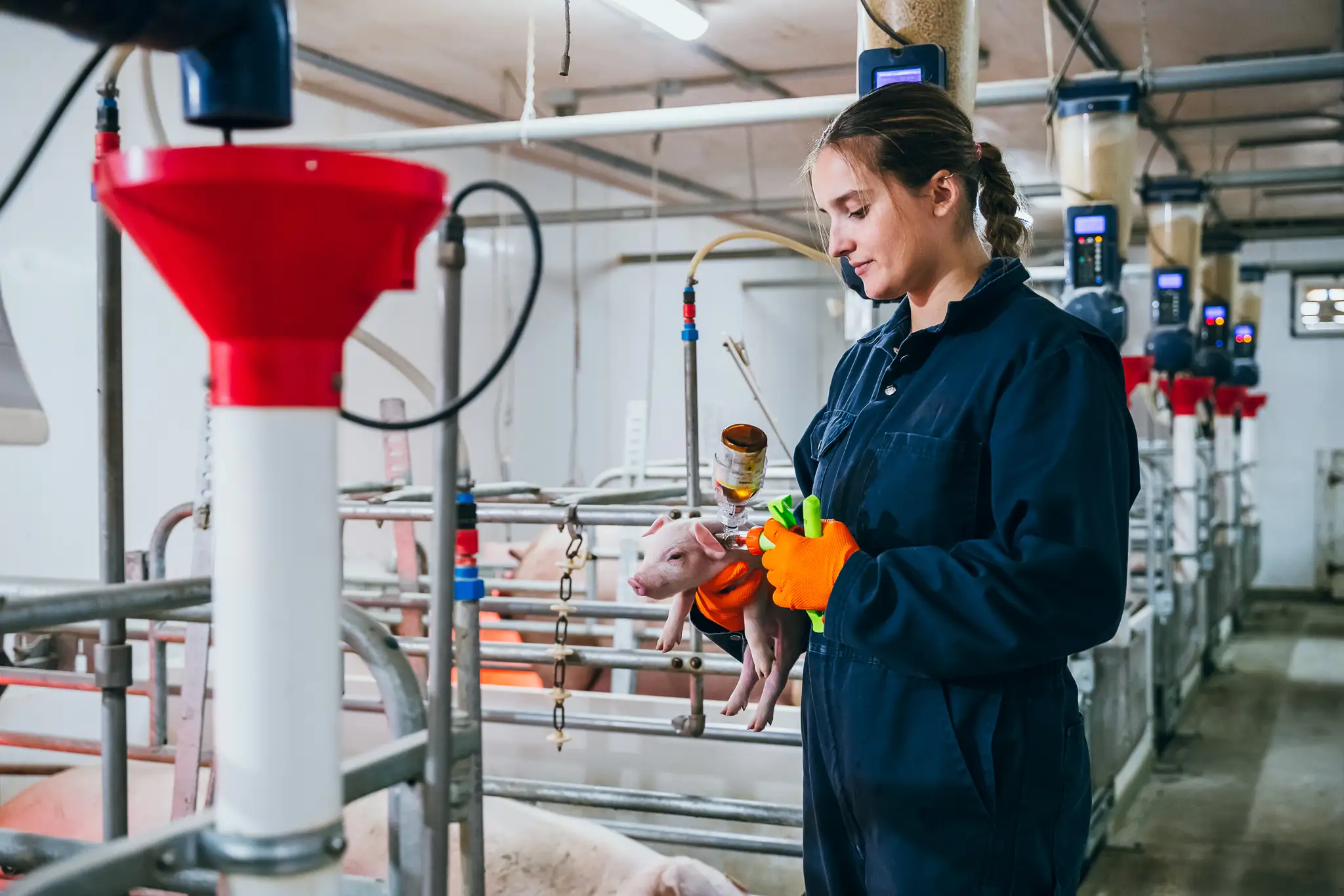 Une personne tient un bébé cochon devant des appareils d'alimentations ainsi que des outils pour mesurer.