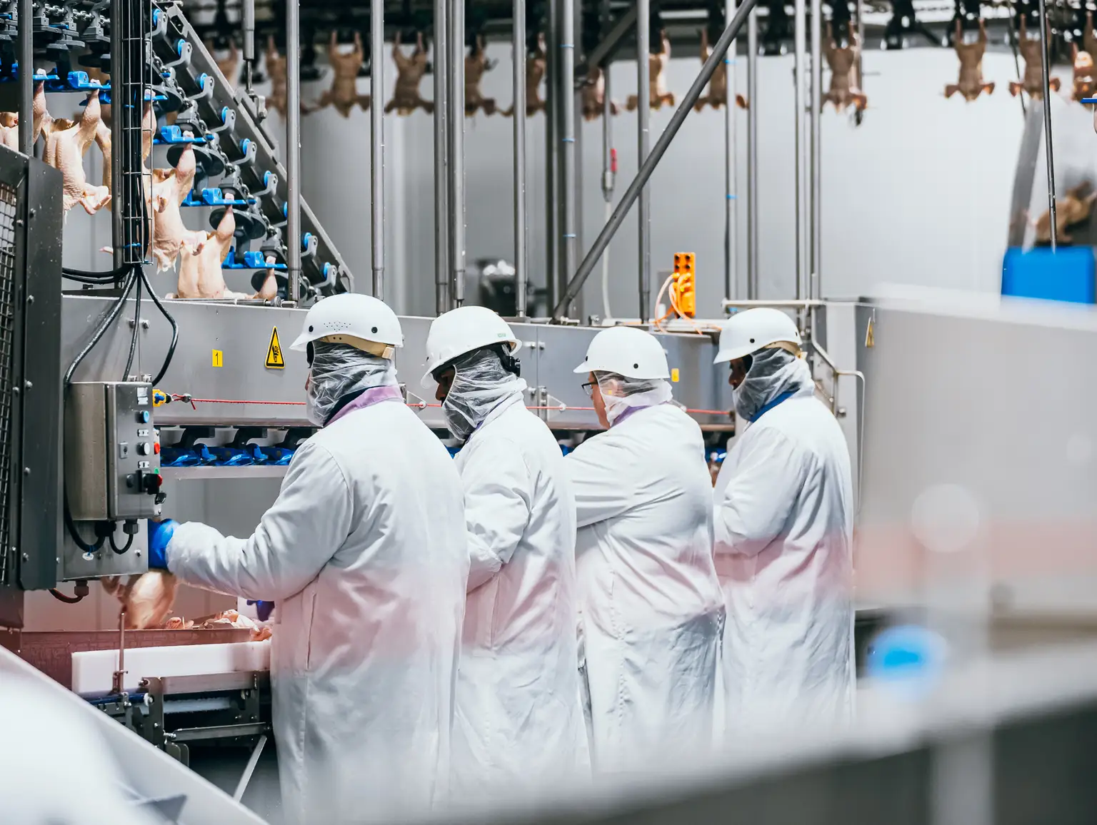 Des ouvriers vêtus de blouses blanches et casqués actionnent des machines dans une usine de transformation de volaille, où des carcasses de poulets sont suspendues au-dessus de leurs têtes.