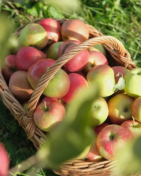 Temps des pommes : 6 recettes pour cuisiner vos récoltes automnales