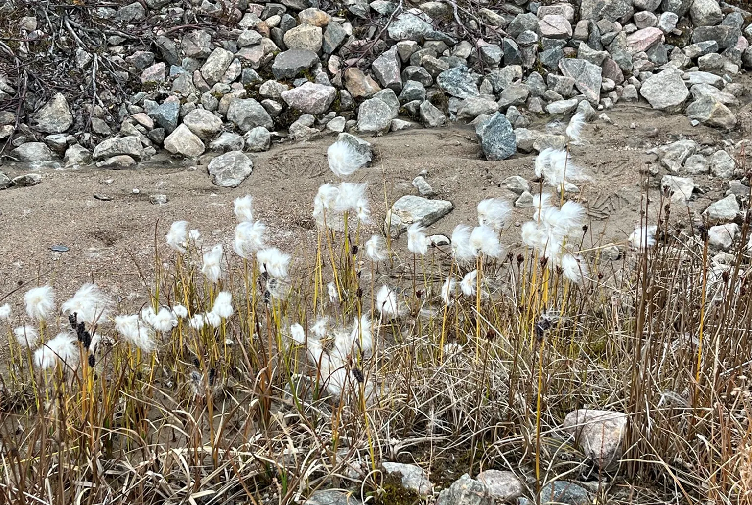 Fluffy white grass plants in a rocky terrain, with scattered stones and dry grasses creating a rugged natural scene.